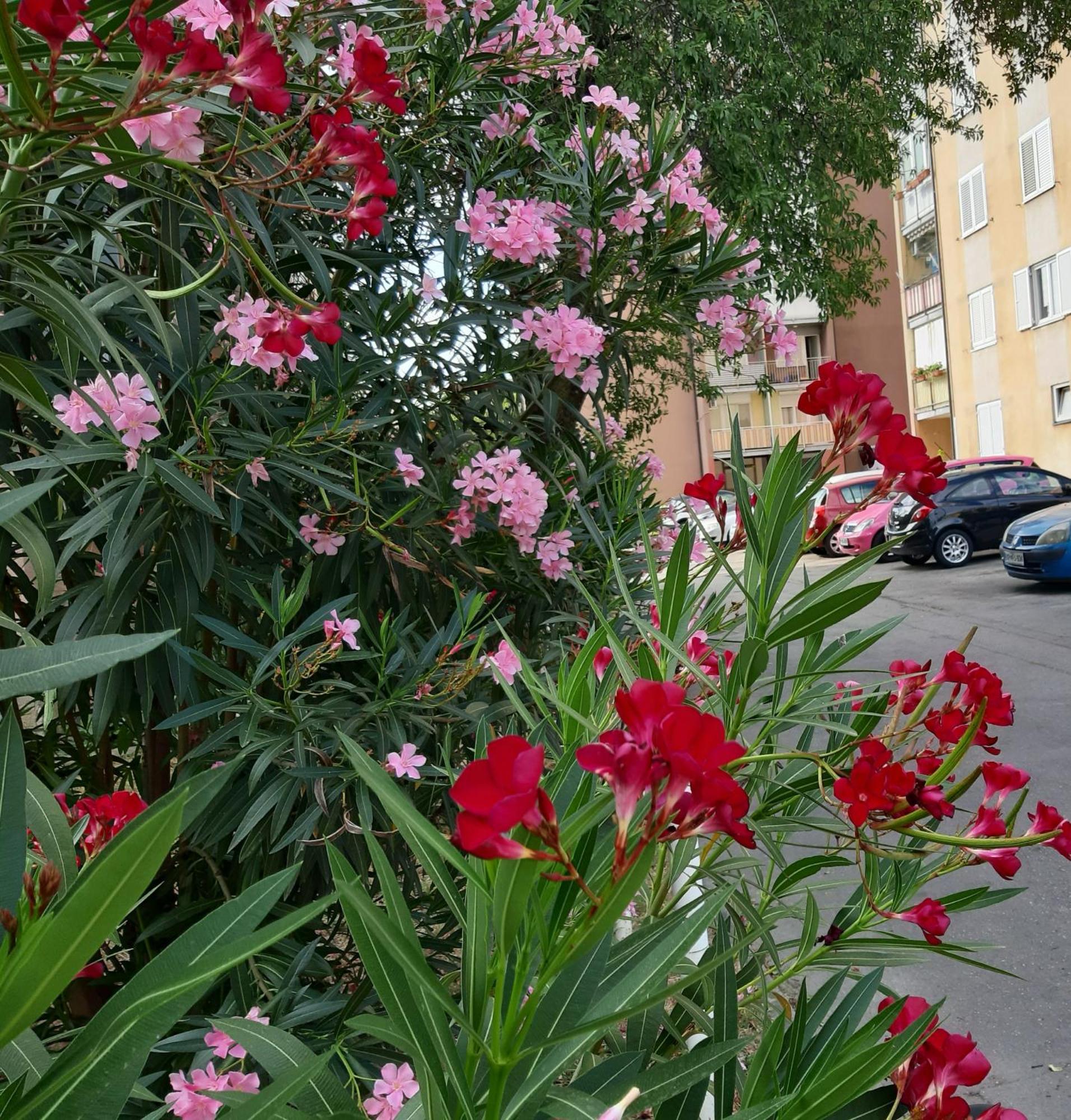 Apartma Eva Koper Exterior foto